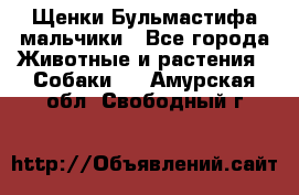 Щенки Бульмастифа мальчики - Все города Животные и растения » Собаки   . Амурская обл.,Свободный г.